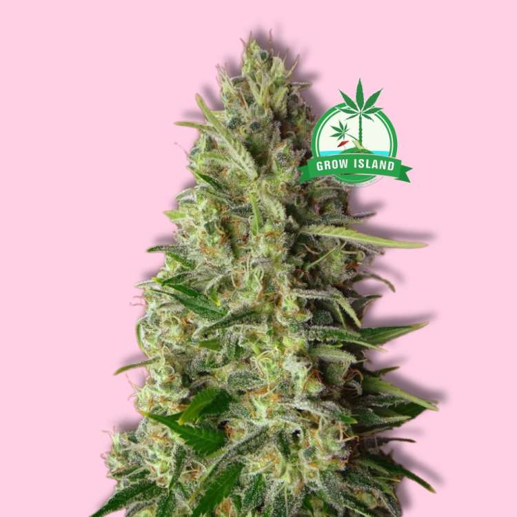 Feminisierte Blütenknospe von Kali 47 von Advanced Seeds mit leuchtend rosa Hintergrund und grünem Wachstum. Das isladnlogto wird in der oberen rechten Ecke angezeigt.