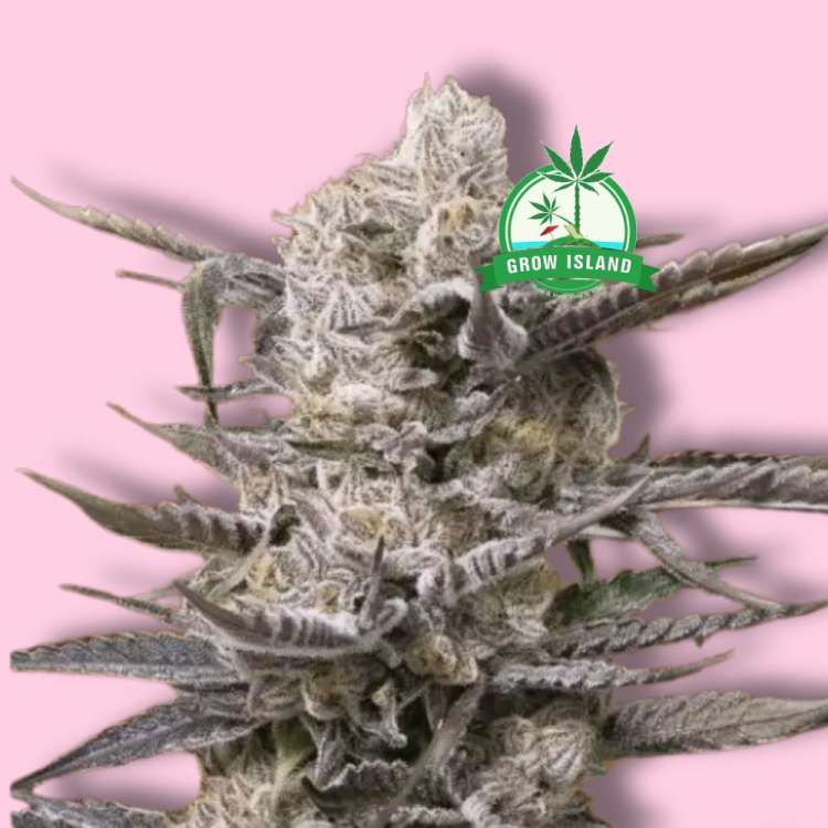 Die feminisierte Cannabisblüte Watermelon OG von Advanced Seeds mit hellrosa Hintergrund und dem grünen Grow Island-Logo in der oberen rechten Ecke.