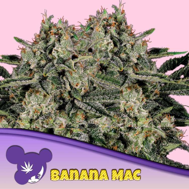 Eine Cannabisblüte der Marke Banana Mac vor rosa Hintergrund und dem lilahaarigen Anesia Seed-Logo in der unteren linken Ecke.