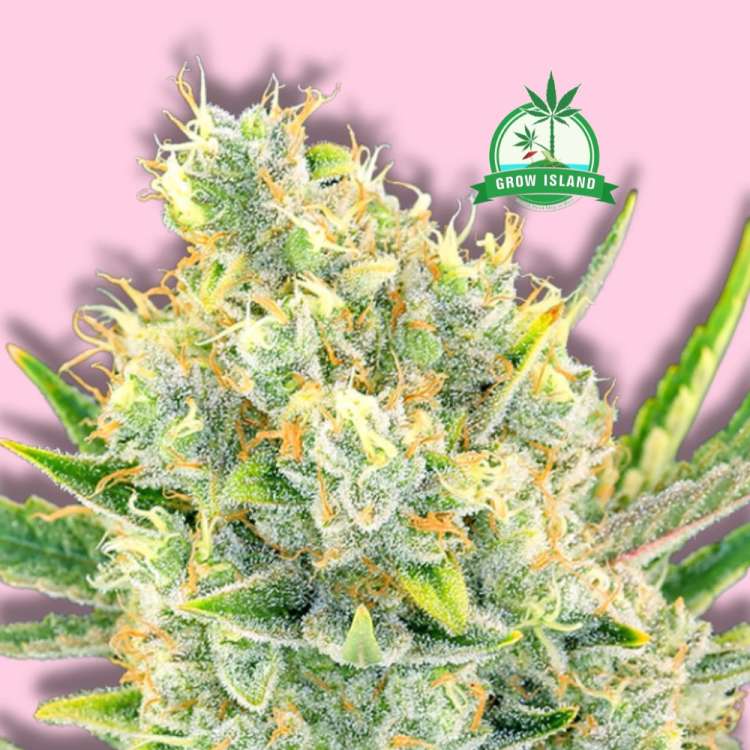 Sour Apple Cannabisblüte von Anesia Seeds vor hellrosa Hintergrund mit grünem Grow Island Logo in der oberen rechten Ecke