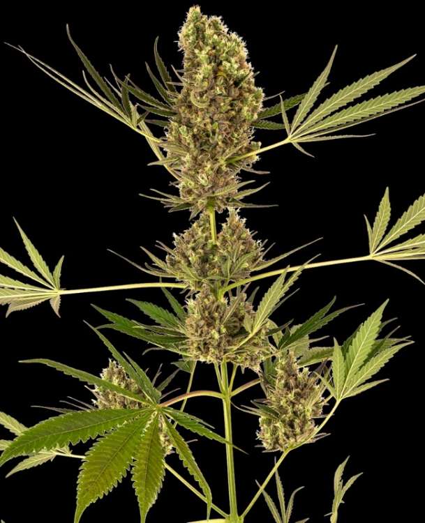 Alpine Delight Auto CBD hemp flower bud tall and thin