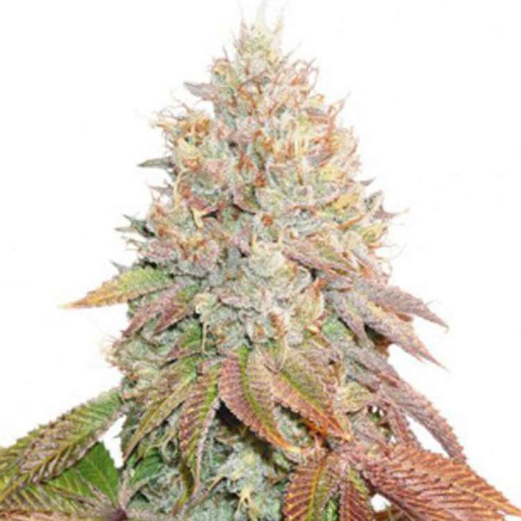 Banana Blaze Auto cannabis flower bud