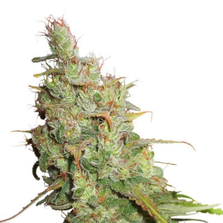 Desfrán cannabis flower bud