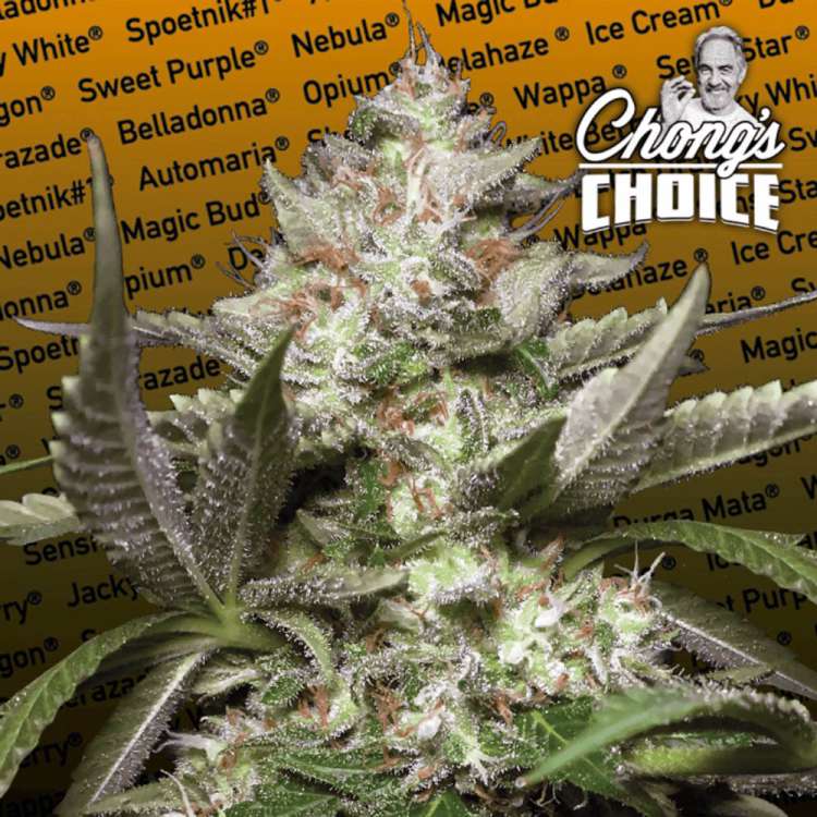 Auto Kong 4 hemp flower bud