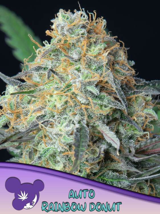 Regenbogen-Donut-Cannabisblüte vor schwarzem Hintergrund und dem Logo von Anesia Seed mit lilahaarigem Frauengesicht in der linken unteren Ecke