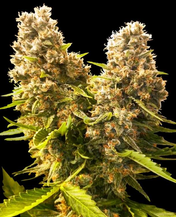 two Banana Kush Cake hemp flower buds