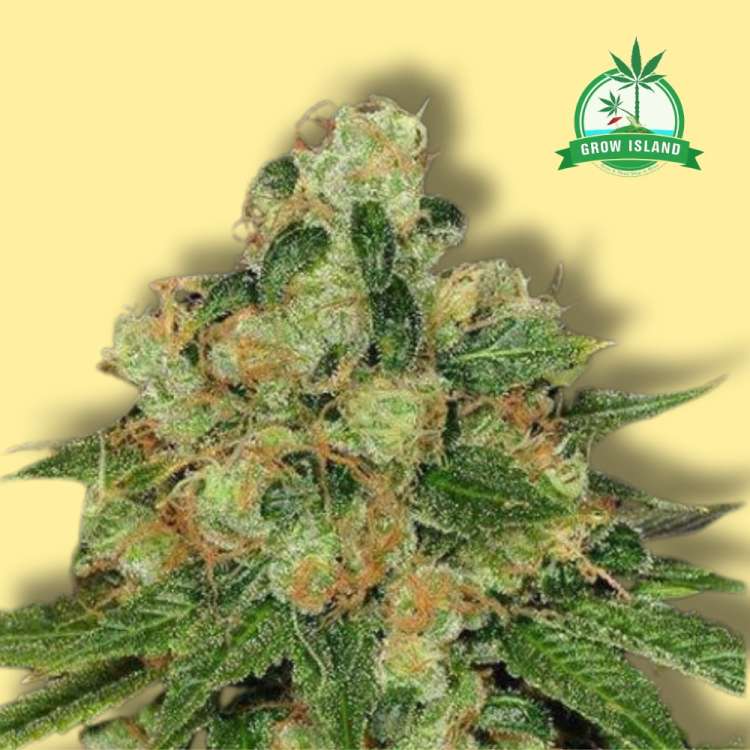 CBD-Karamell-Cannabisblüte vor gelbem Hintergrund mit grünem Grow Island-Logo in der oberen rechten Ecke