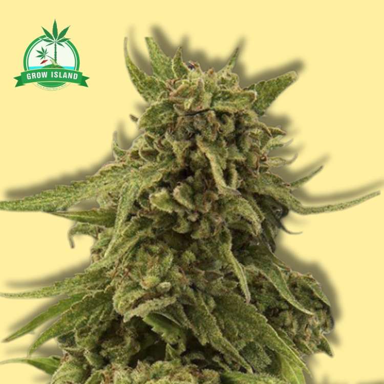 CBD Critical Cure Cannabisblüte mit gelbem Hintergrund und grünem Grow Island-Logo in der oberen linken Ecke