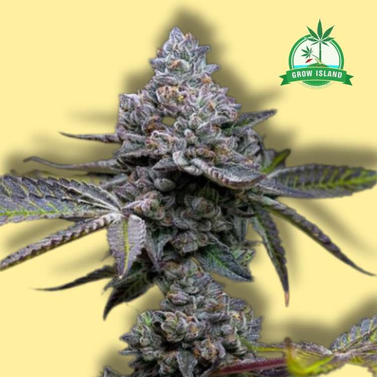 Apple Fritter cannabis flower bud with yellow background and green grow island logo in the upper right corner