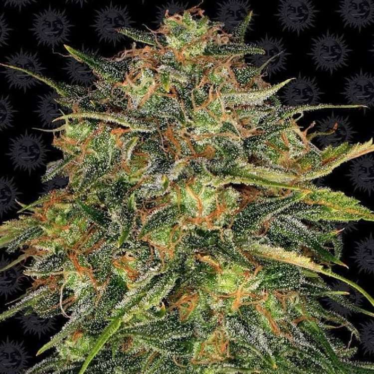 Cheese cannabis flower bud with black background