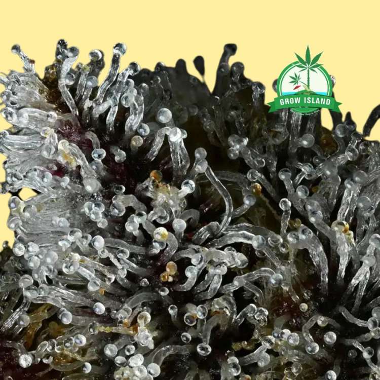 Cannabis-Trichome mit Zitronen-Kirsch-Eis-Motiv vor gelbem Hintergrund und grünem Grow Island-Logo in der rechten oberen Ecke