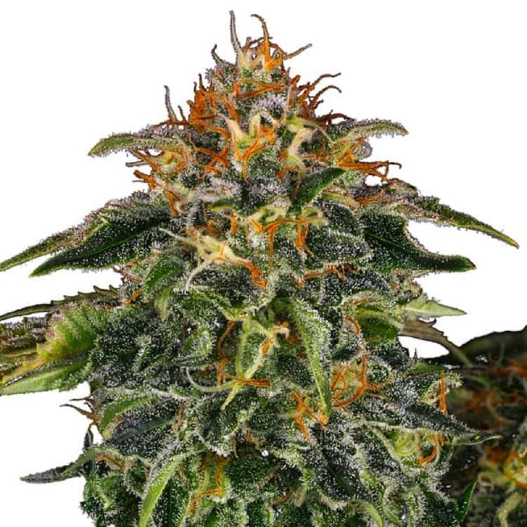 Moby Dick cannabis flower bud