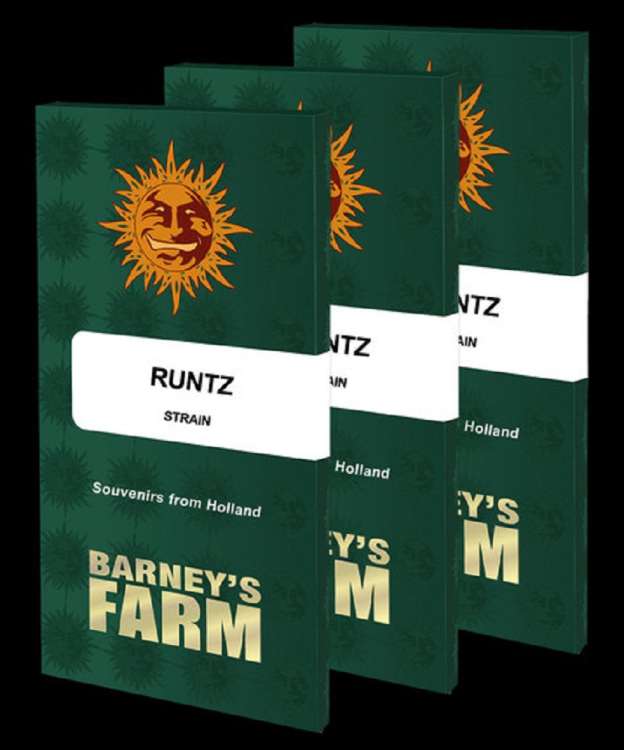 Runtz seed pack in dark green color with orange barneys farm sun logo