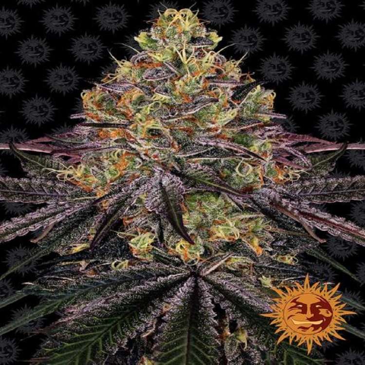 Watermelon Zkittlez cannabis flower bud with black background and orange barneys farm sun in the right lower corner
