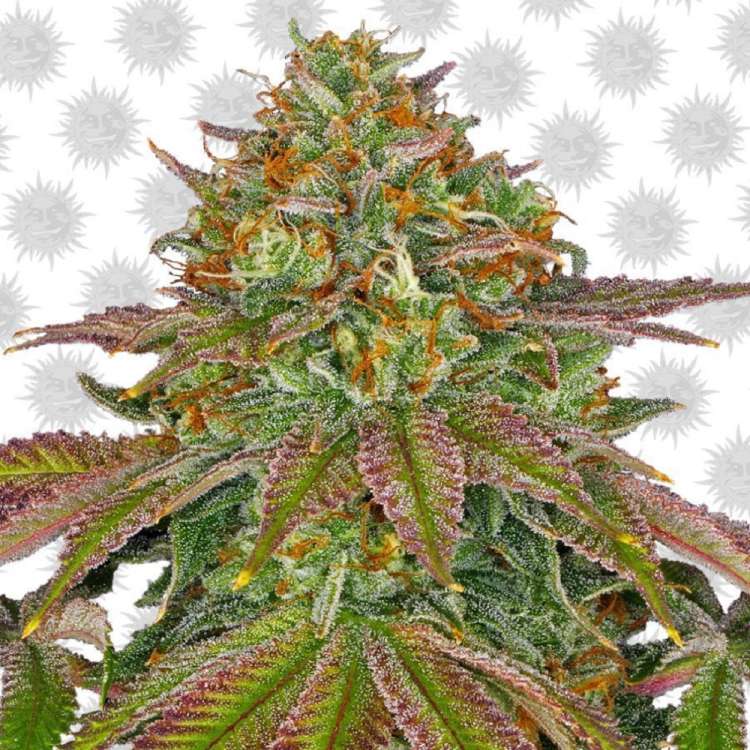Wedding Cake cannabis flower bud
