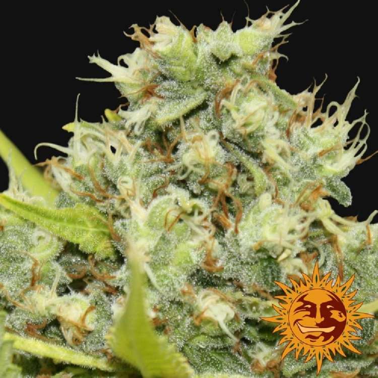 Runtz Muffin cannabis flower bud with black background and orange barneys farm sun logo in the right lower corner