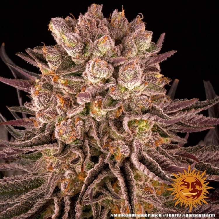 Mimosa X Orange Punch cannabis flower bud with black background and orange barneys farm sun in the right lower corner