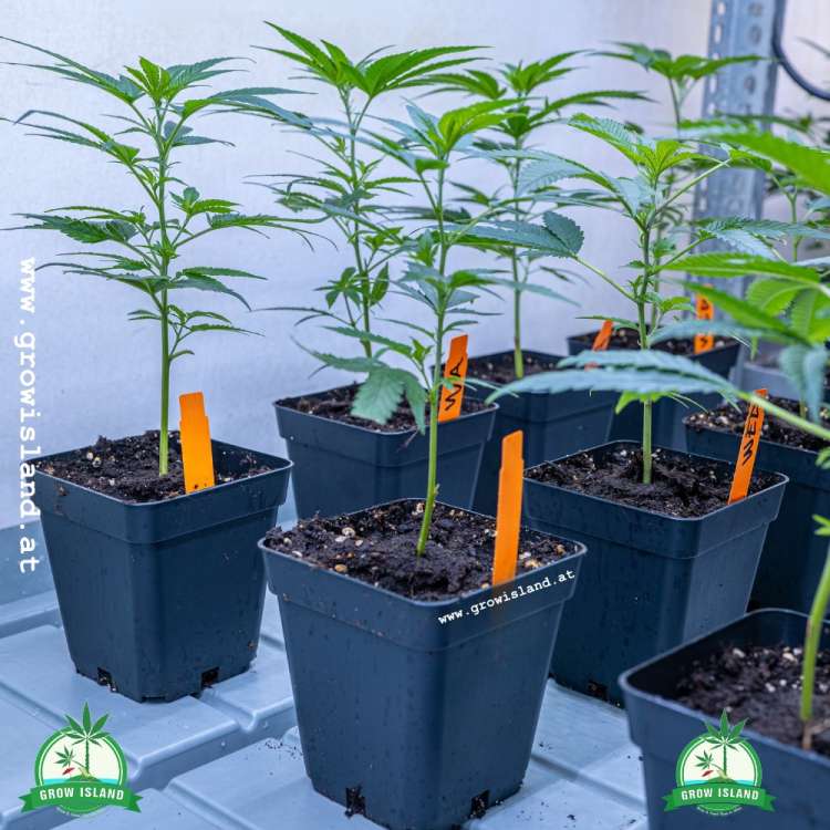 four pieces Tutanhamon pre-grown hemp plant under the light in a grow tent with two green Grow Island logo in the lower corners on the right and left