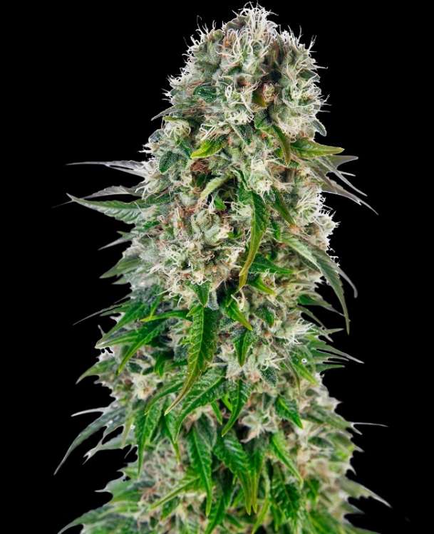 Big Bud hemp flower bud