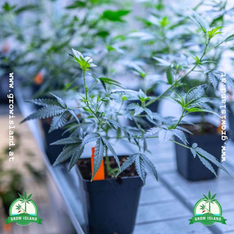 Black Cherry Punch pre-grown hemp plant and five other in the background