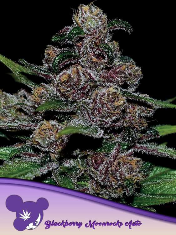 Blackberry Moonrocks Hanfblütenknospe mit schwarzem Hintergrund und dem Logo einer lilahaarigen Frau von Anesia Seed in der linken unteren Ecke