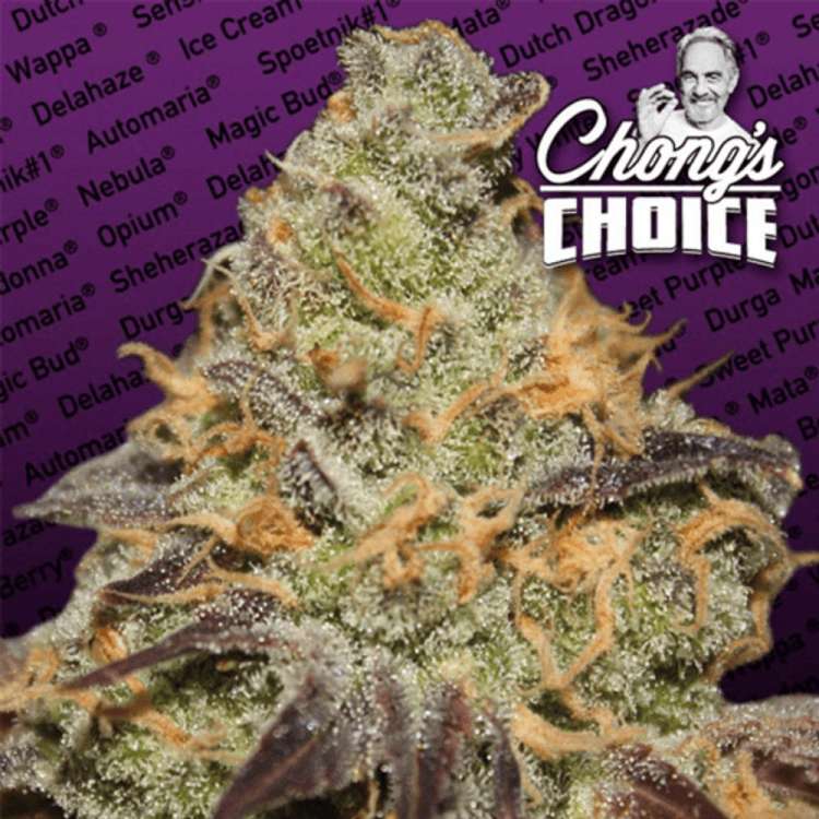 Blue Kush Berry hemp flower bud