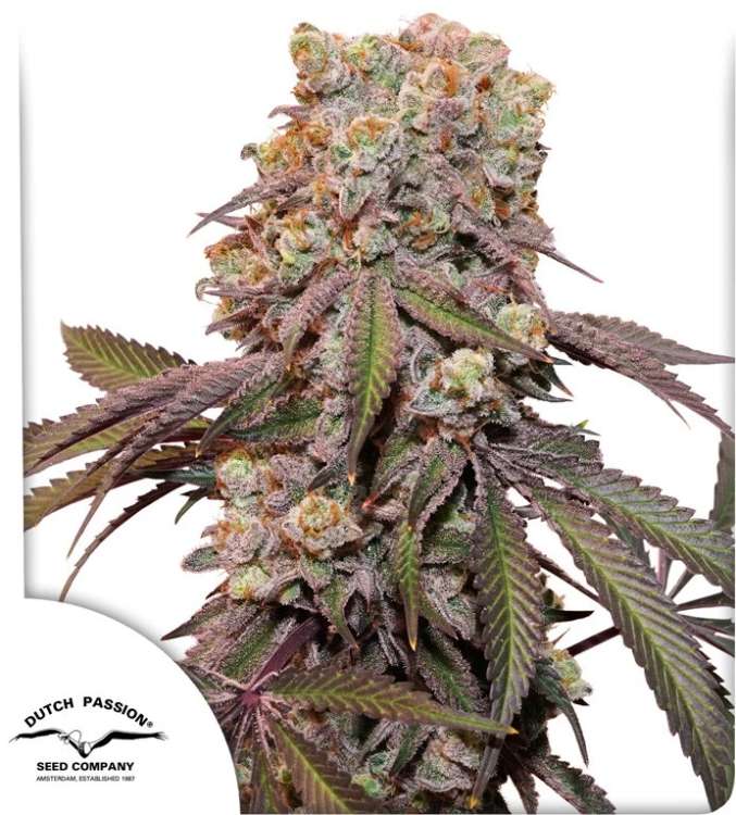 Candy Bubatz XL cannabis flower and Dutch Passion logo in thhe lower left corner