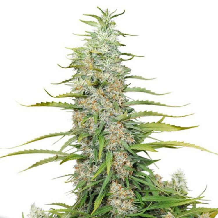 C-Vibez cannabis flower buds