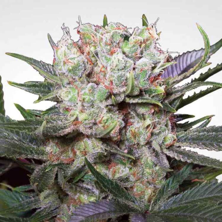 Californian Gold hemp flower bud