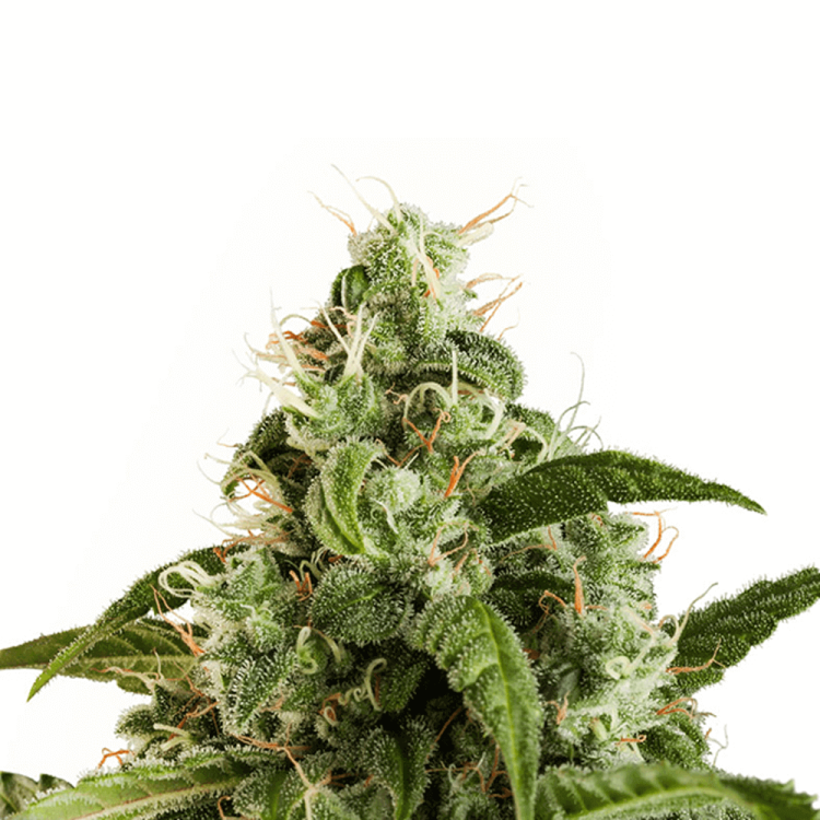Dutch Passion Euforia automatic cannabis flower bud
