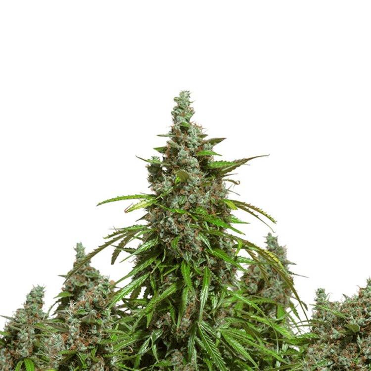 Dutch Passion Mazar automatic cannabis flower bud