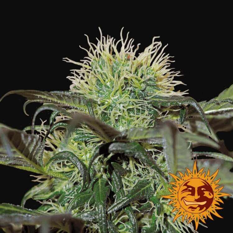 Bad Azz Kush cannabis flower bud with black background and orange barneys farm sun logo in the right lower corner