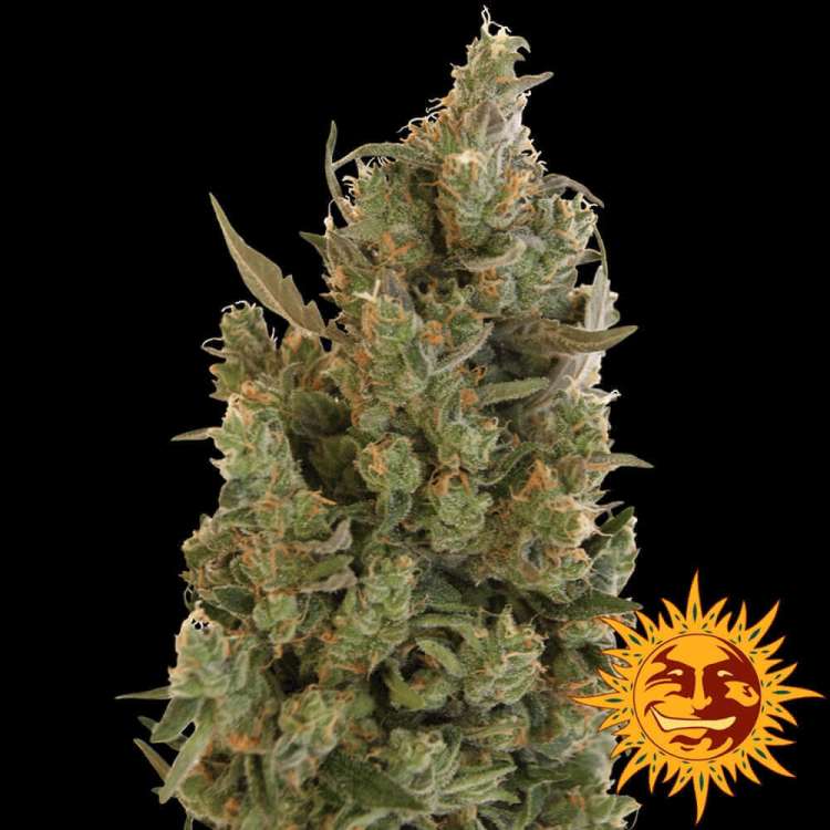 Blue Cheese cannabis flower bud with black background and orange barneys farm sun logo in the right lower corner