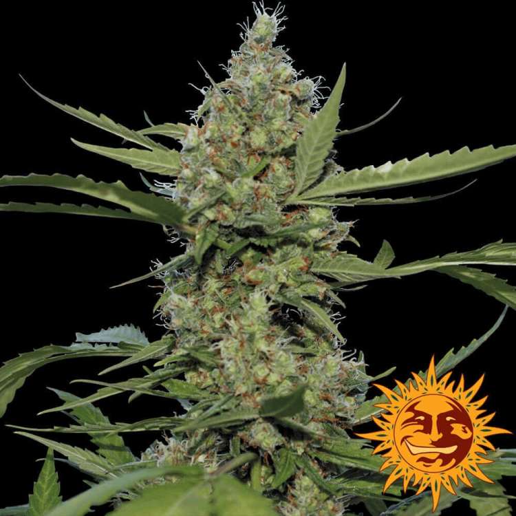 Barney's Farm Laughing Buddha cannabis flower bud with black background and orange barneys farm sun logo in the right lower corner