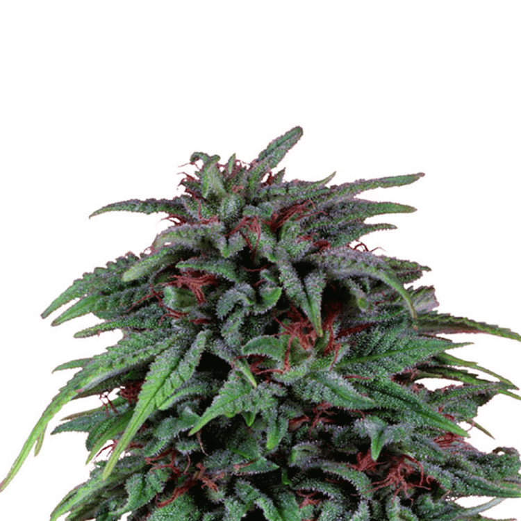 Dutch Passion Durban Poison cannabis flower bud
