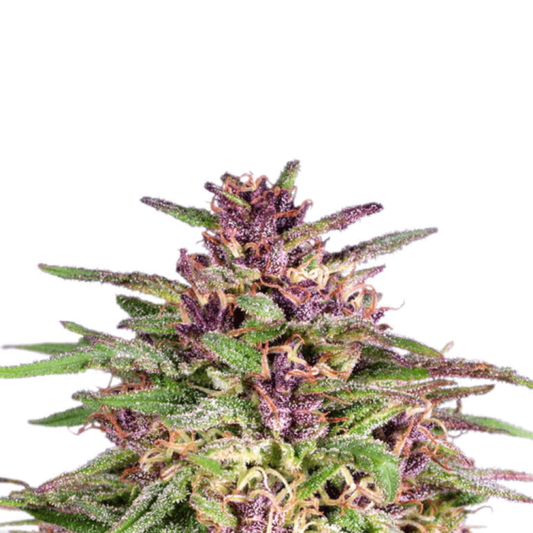 Frisian Dew cannabis flower bud with purple shade