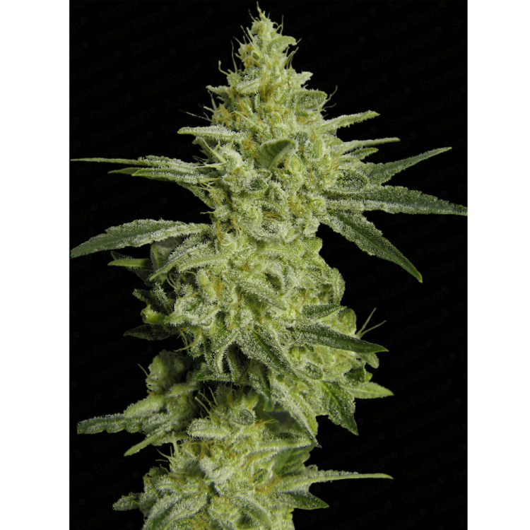 Allkush hemp flower bud