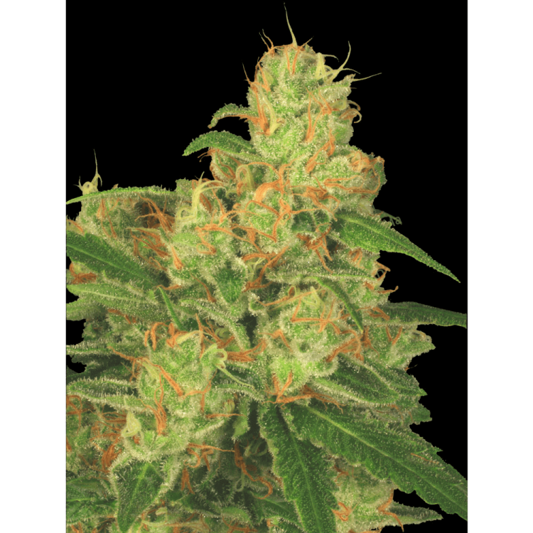 Auto Acid hemp flower bud