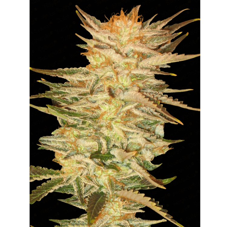 Ice Cream hemp flower bud