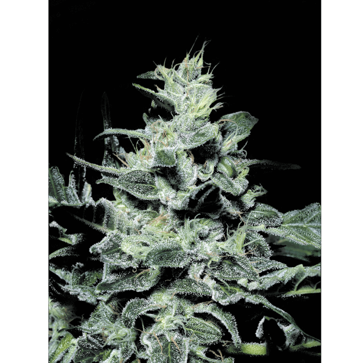 Nebula hemp flower thicker taller bud