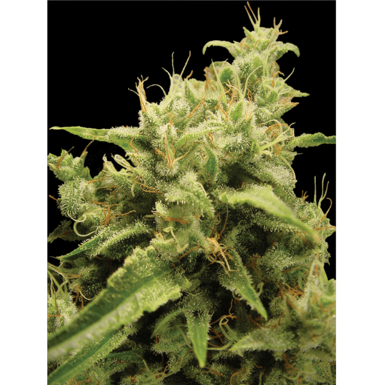 Opium hemp flower bud