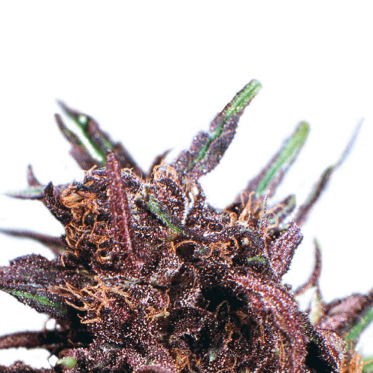 Dutch Passion Purple 1 cannabis flower bud in purple shade