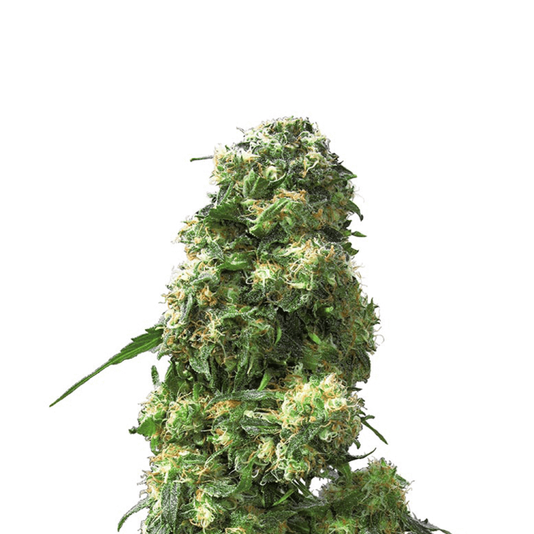 Early Skunk hemp flower thick bud less leafs