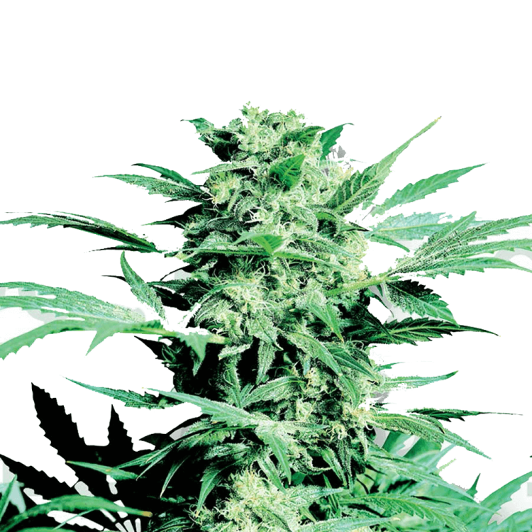 Shiva Skunk hemp flower bud
