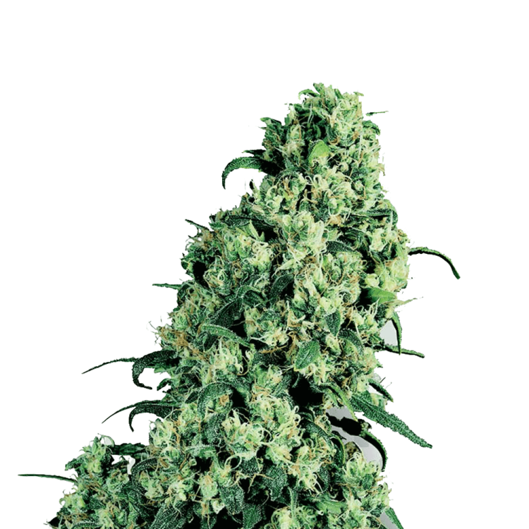 Skunk 1 hemp flower bud