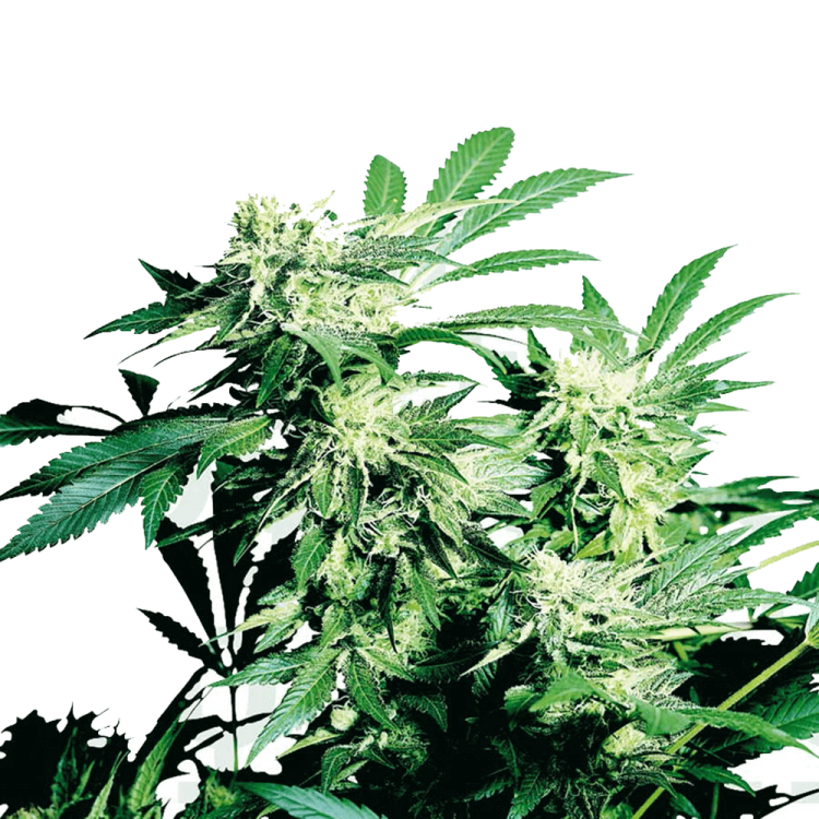 Skunk Kush hemp flower bud