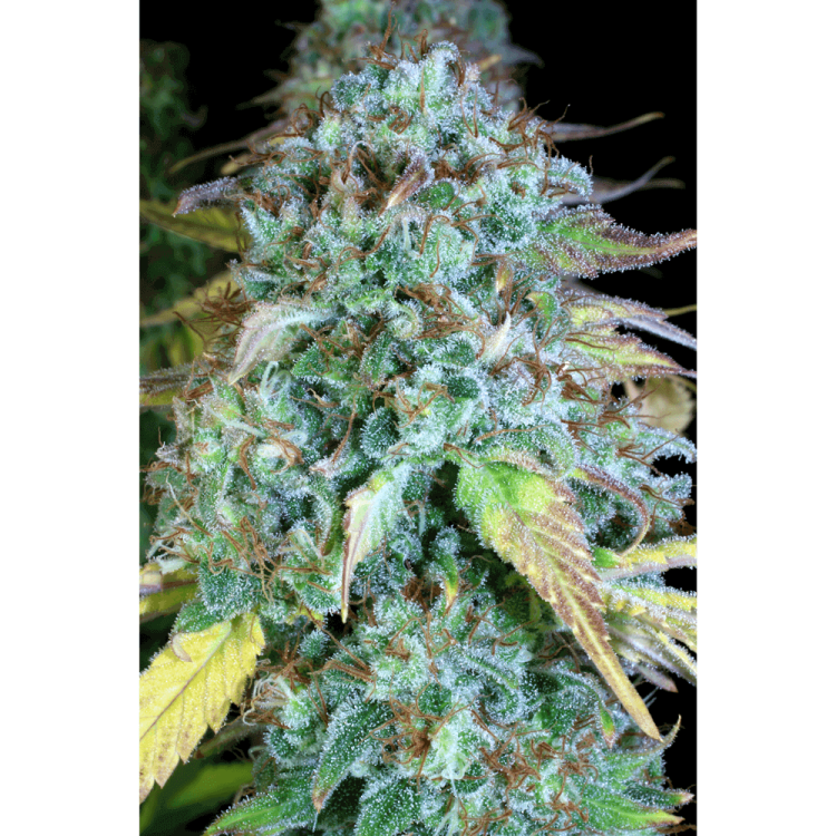 Happiness hemp flower bud