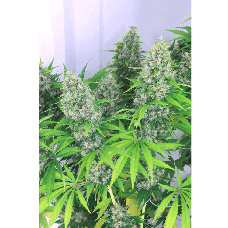 Kali Mist hemp flower bud