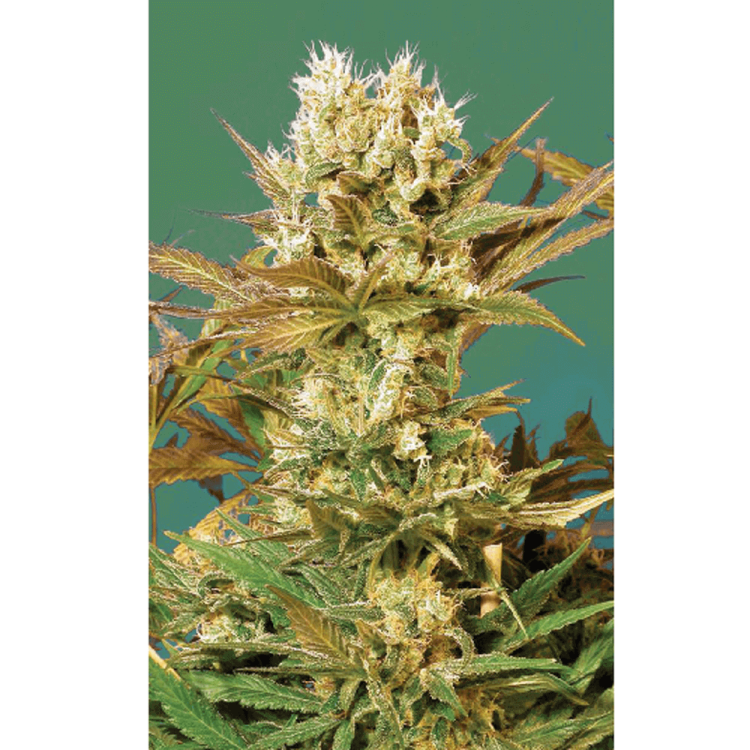 Motavation hemp flower bud