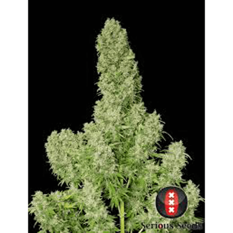 White Russian hemp flower bud